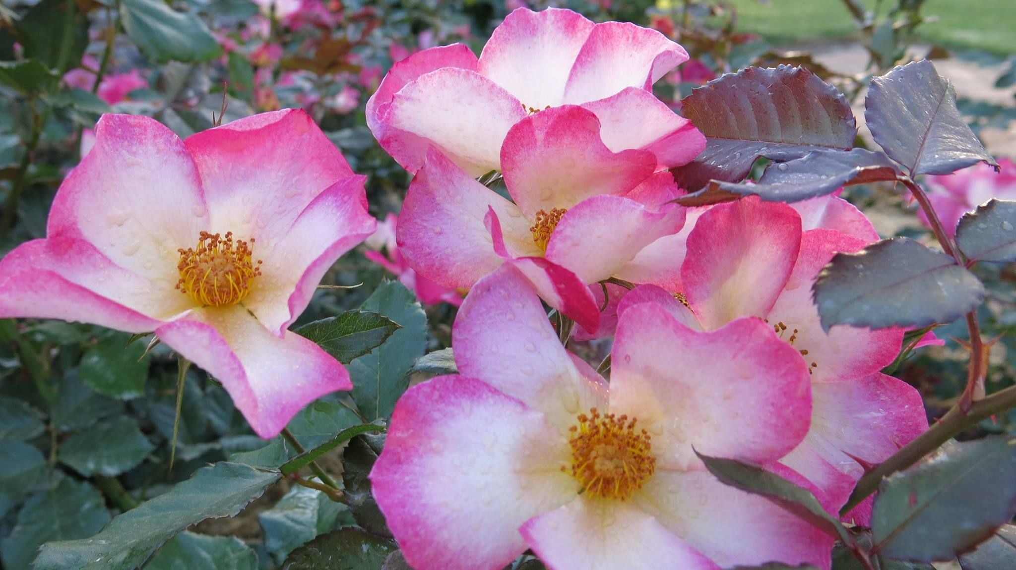 Swane's Nursery Image -58fbc5e8208cd